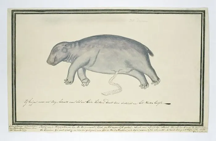 Framed Print : Hippopotamus amphibius foetus (Hippopotamus), 1777. Creator: Robert Jacob Gordon Framed Print : Hippopotamus amphibius foetus (Hippopotamus), 1777. Creator: Robert Jacob Gordon