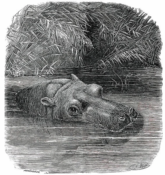 The Hippopotamus in the Gardens of the Zoological Society, Regent's-Park, 1850. Creator: Pearson