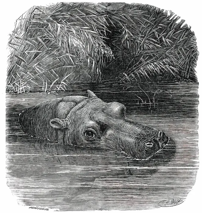 Framed Print : The Hippopotamus in the Gardens of the Zoological Society, Regent's-Park, 1850. Creator: Pearson Framed Print : The Hippopotamus in the Gardens of the Zoological Society, Regent's-Park, 1850. Creator: Pearson