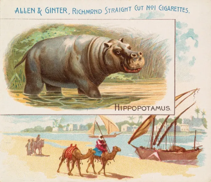 Framed Print : Hippopotamus, from Quadrupeds series (N41) for Allen & Ginter Cigarettes, 1890 Framed Print : Hippopotamus, from Quadrupeds series (N41) for Allen & Ginter Cigarettes, 1890