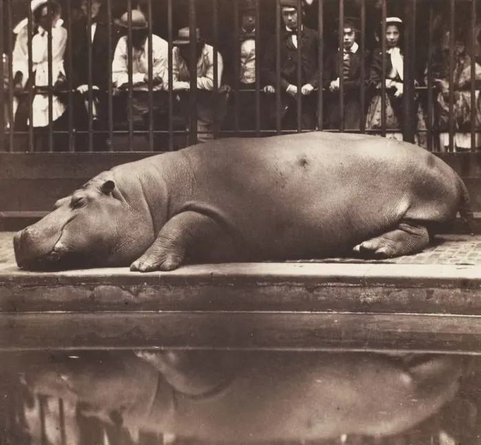 Framed Print : The Hippopotamus at the Zoological Gardens, Regents Park, 1852 Framed Print : The Hippopotamus at the Zoological Gardens, Regents Park, 1852