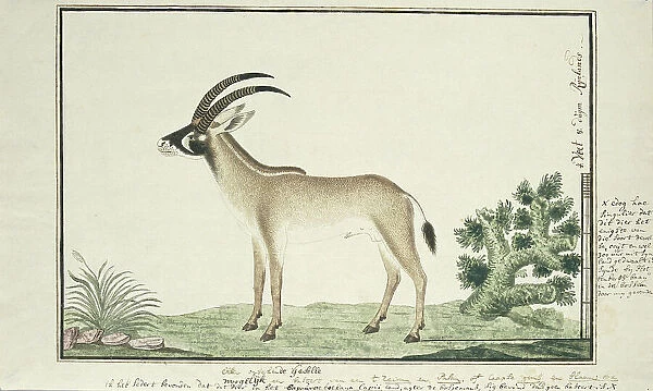 Hippotragus equinus (Roan antelope), 1777-1786. Creator: Robert Jacob Gordon