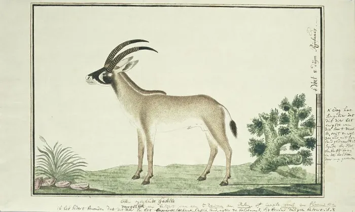 Framed Print : Hippotragus equinus (Roan antelope), 1777-1786. Creator: Robert Jacob Gordon Framed Print : Hippotragus equinus (Roan antelope), 1777-1786. Creator: Robert Jacob Gordon