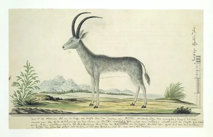 Framed Print : Hippotragus leucophaeus (Bluebuck), 1777-1786. Creator: Robert Jacob Gordon Framed Print : Hippotragus leucophaeus (Bluebuck), 1777-1786. Creator: Robert Jacob Gordon
