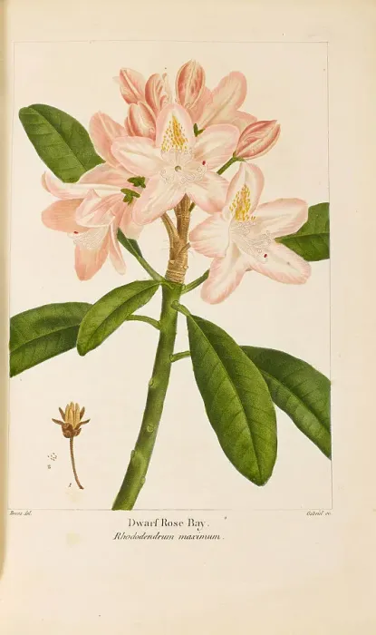 Framed Print : From Histoire des Arbes Forestiers de l'Amérique Septentrionale by François André... 1810-1811. Creator: Bessa, Pancrace (1772-1846). From Histoire des Arbes Forestiers de l'Amérique Septentrionale by François Framed Print : From Histoire des Arbes Forestiers de l'Amérique Septentrionale by François André... 1810-1811. Creator: Bessa, Pancrace (1772-1846). From Histoire des Arbes Forestiers de l'Amérique Septentrionale by François