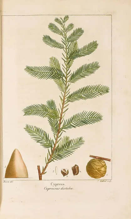 Framed Print : From Histoire des Arbes Forestiers de l'Amérique Septentrionale by François André... 1810-1811. Creator: Bessa, Pancrace (1772-1846). From Histoire des Arbes Forestiers de l'Amérique Septentrionale by François Framed Print : From Histoire des Arbes Forestiers de l'Amérique Septentrionale by François André... 1810-1811. Creator: Bessa, Pancrace (1772-1846). From Histoire des Arbes Forestiers de l'Amérique Septentrionale by François