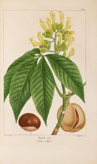 Framed Print : From Histoire des Arbes Forestiers de l'Amérique Septentrionale by François André... 1810-1811. Creator: Bessa, Pancrace (1772-1846). From Histoire des Arbes Forestiers de l'Amérique Septentrionale by François Framed Print : From Histoire des Arbes Forestiers de l'Amérique Septentrionale by François André... 1810-1811. Creator: Bessa, Pancrace (1772-1846). From Histoire des Arbes Forestiers de l'Amérique Septentrionale by François