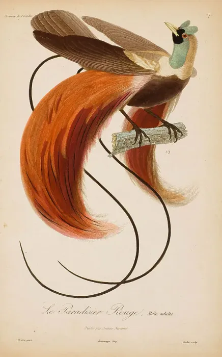 Framed Print : From Histoire naturelle des oiseaux de Paradis by R.-P. Lesson, 1835. Creator: Prêtre, Jean-Gabriel (1768-1849). From Histoire naturelle des oiseaux de Paradis by R.-P. Lesson, 1835. Creator: Prêtre, Jean-Gabriel (1768-1849) Framed Print : From Histoire naturelle des oiseaux de Paradis by R.-P. Lesson, 1835. Creator: Prêtre, Jean-Gabriel (1768-1849). From Histoire naturelle des oiseaux de Paradis by R.-P. Lesson, 1835. Creator: Prêtre, Jean-Gabriel (1768-1849)