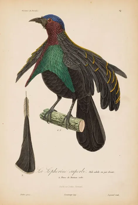 Framed Print : From Histoire naturelle des oiseaux de Paradis by R.-P. Lesson, 1835. Creator: Prêtre, Jean-Gabriel (1768-1849). From Histoire naturelle des oiseaux de Paradis by R.-P. Lesson, 1835. Creator: Prêtre, Jean-Gabriel (1768-1849)