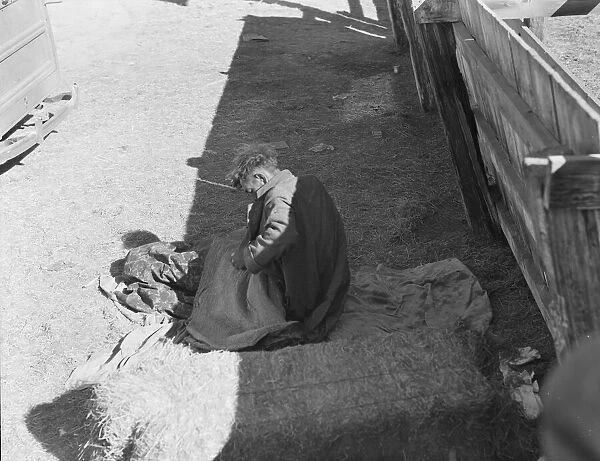 Hobo wakes up early in the morning from his bed alongside a corral, Imperial Valley, CA, 1939. Creator: Dorothea Lange