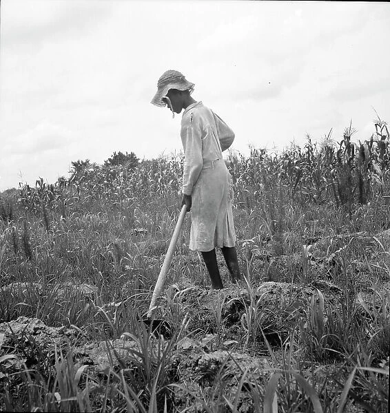 Hoe culture in the South, Mississippi, 1936. Creator: Dorothea Lange
