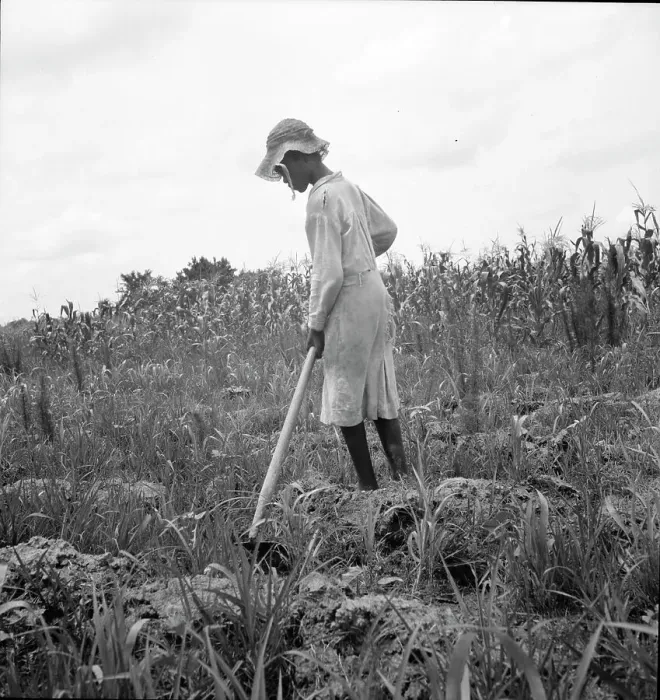 Framed Print : Hoe culture in the South, Mississippi, 1936. Creator: Dorothea Lange Framed Print : Hoe culture in the South, Mississippi, 1936. Creator: Dorothea Lange