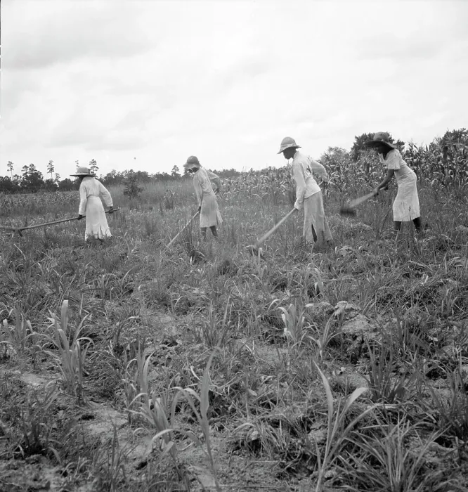 Framed Print : Hoe culture in the South, Mississippi, 1936. Creator: Dorothea Lange Framed Print : Hoe culture in the South, Mississippi, 1936. Creator: Dorothea Lange