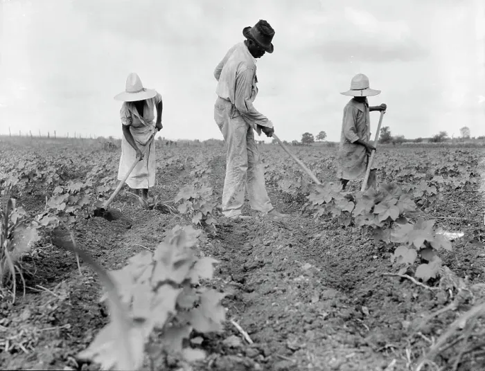 Framed Print : Hoe culture in the South, Near Eutaw, Alabama, 1936. Creator: Dorothea Lange Framed Print : Hoe culture in the South, Near Eutaw, Alabama, 1936. Creator: Dorothea Lange