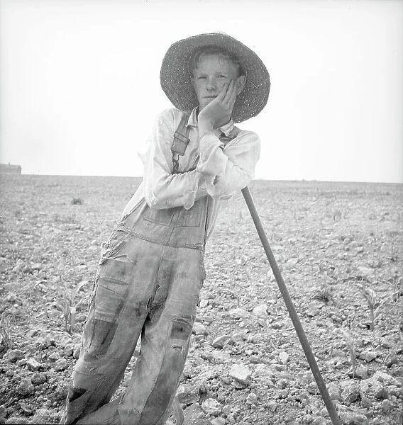 Hoe culture in the South - poor white, North Carolina, 1936. Creator: Dorothea Lange
