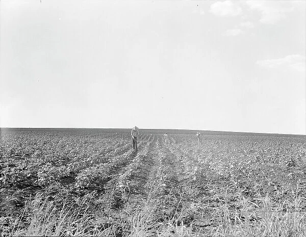 Hoeing cotton, South Texas, 1936. Creator: Dorothea Lange