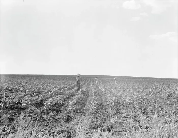 Framed Print : Hoeing cotton, South Texas, 1936. Creator: Dorothea Lange Framed Print : Hoeing cotton, South Texas, 1936. Creator: Dorothea Lange