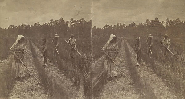 Hoeing Rice, 1876-1888. Creator: O. Pierre Havens