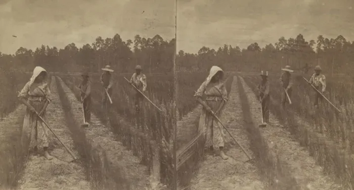 Framed Print : Hoeing Rice, 1876-1888. Creator: O. Pierre Havens Framed Print : Hoeing Rice, 1876-1888. Creator: O. Pierre Havens