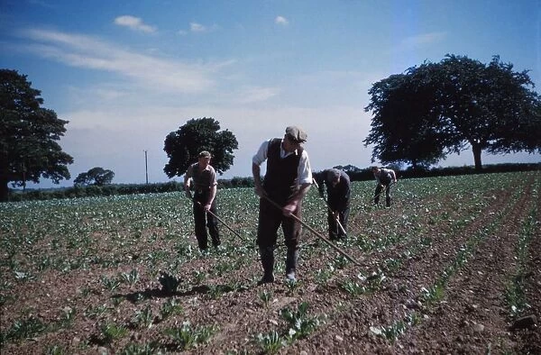 Hoeing Root Crops, England, c1960. Artist: CM Dixon