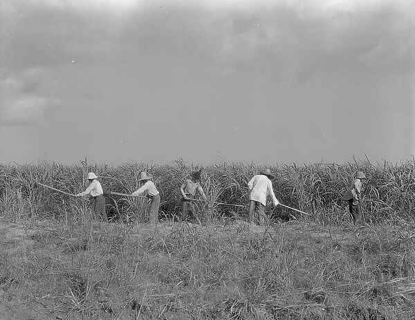 Hoeing sugarcane on plantation in Louisiana, 1937. Creator: Dorothea Lange
