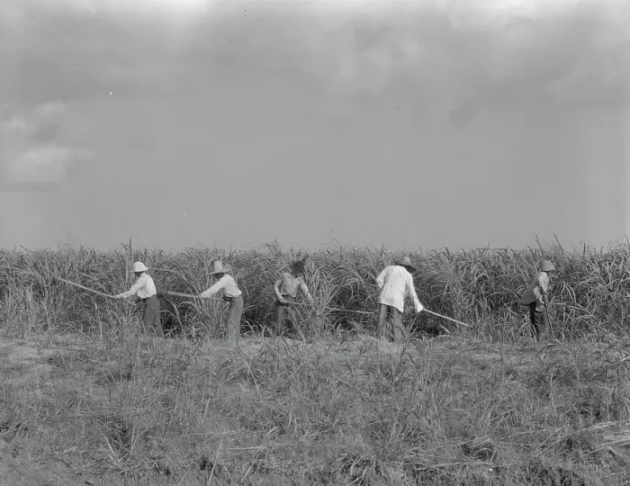 Framed Print : Hoeing sugarcane on plantation in Louisiana, 1937. Creator: Dorothea Lange Framed Print : Hoeing sugarcane on plantation in Louisiana, 1937. Creator: Dorothea Lange
