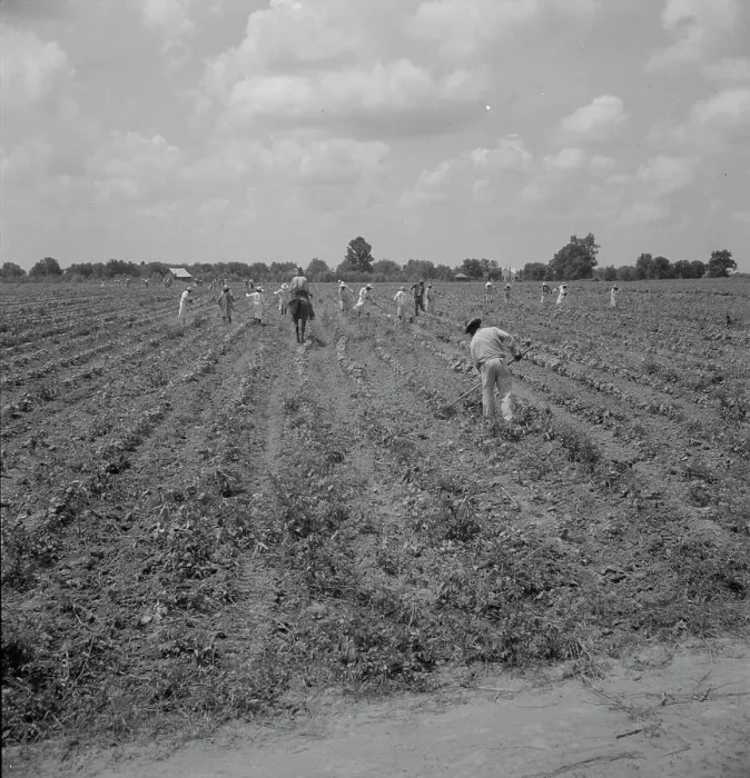 Framed Print : Hoers, Aldridge Plantation, 1937. Creator: Dorothea Lange Framed Print : Hoers, Aldridge Plantation, 1937. Creator: Dorothea Lange
