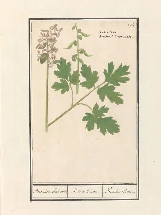 Framed Print : Hollow root (Corydalis cava), 1596-1610. Creators: Anselmus de Boodt, Elias Verhulst Framed Print : Hollow root (Corydalis cava), 1596-1610. Creators: Anselmus de Boodt, Elias Verhulst