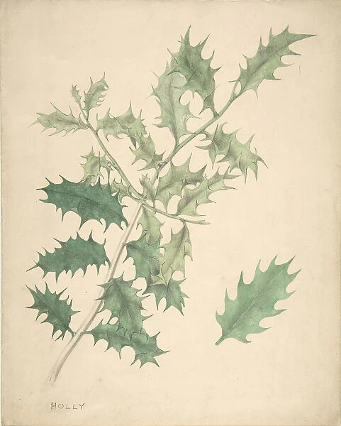 Holly Leaves, 19th century. Creator: Anon