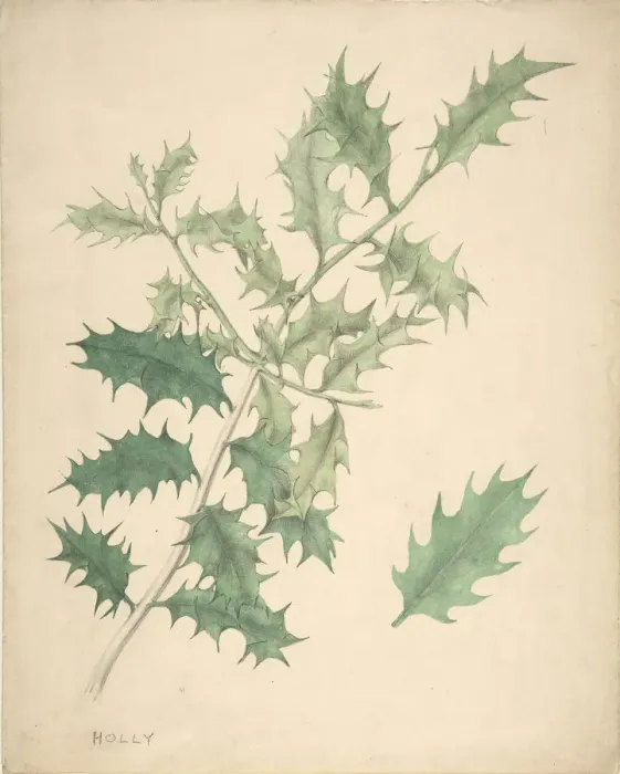 Framed Print : Holly Leaves, 19th century. Creator: Anon Framed Print : Holly Leaves, 19th century. Creator: Anon