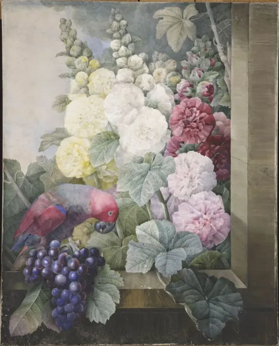 Framed Print : Hollyhocks, grapes and a parrot, 1836. Creator: Redoute, Pierre-Joseph (1759-1840) Framed Print : Hollyhocks, grapes and a parrot, 1836. Creator: Redoute, Pierre-Joseph (1759-1840)