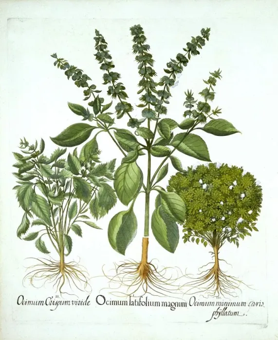 Framed Print : Holy Basil, and Two Further Varieties of Basil, from Hortus Eystettensis, by Basil Besler Framed Print : Holy Basil, and Two Further Varieties of Basil, from Hortus Eystettensis, by Basil Besler