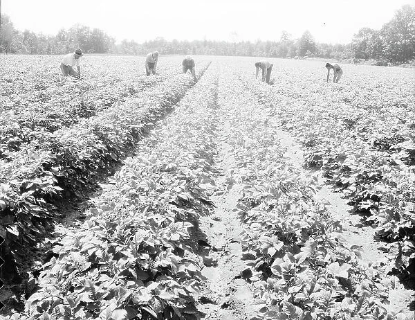 Homesteaders of the farm group are proud of their straight potato row, Hightstown, New Jersey, 1936. Creator: Dorothea Lange