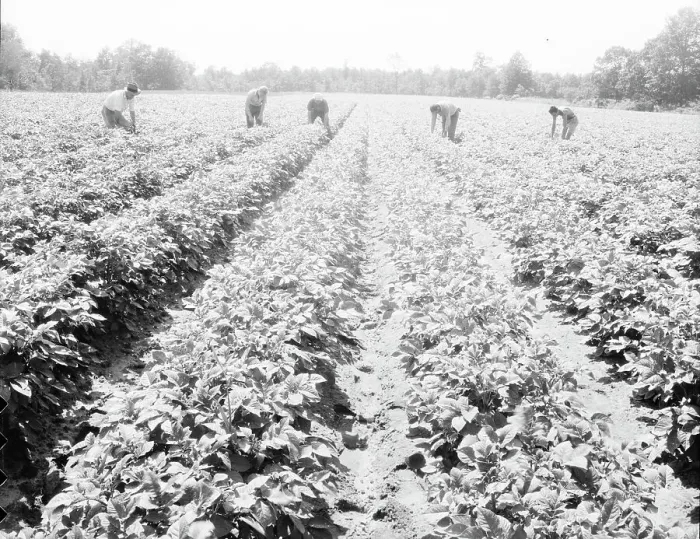 Framed Print : Homesteaders of the farm group are proud of their straight potato row, Hightstown, New Jersey, 1936. Creator: Dorothea Lange Framed Print : Homesteaders of the farm group are proud of their straight potato row, Hightstown, New Jersey, 1936. Creator: Dorothea Lange