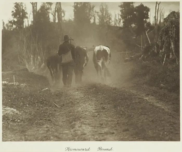 Framed Print : Homeward bound. From the album: Camera Pictures of New Zealand, 1920s. Creator: Harry Moult Framed Print : Homeward bound. From the album: Camera Pictures of New Zealand, 1920s. Creator: Harry Moult