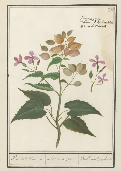 Framed Print : Honesty (Lunaria Annua), 1596-1610. Creators: Anselmus de Boodt, Elias Verhulst Framed Print : Honesty (Lunaria Annua), 1596-1610. Creators: Anselmus de Boodt, Elias Verhulst