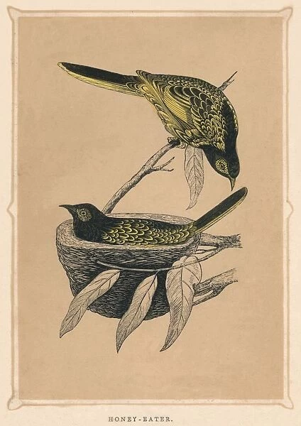 Honey-Eater, (Meliphagidae), c1850, (1856)
