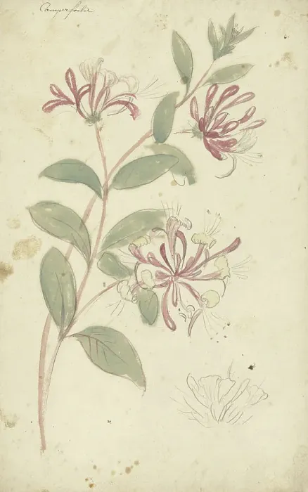 Framed Print : Honeysuckle, 1677-1755. Creator: Elias van Nijmegen