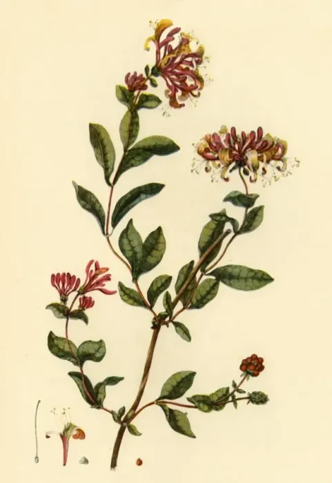 Framed Print : Honeysuckle, 1777, (1944). Creator: William Kilburn Framed Print : Honeysuckle, 1777, (1944). Creator: William Kilburn