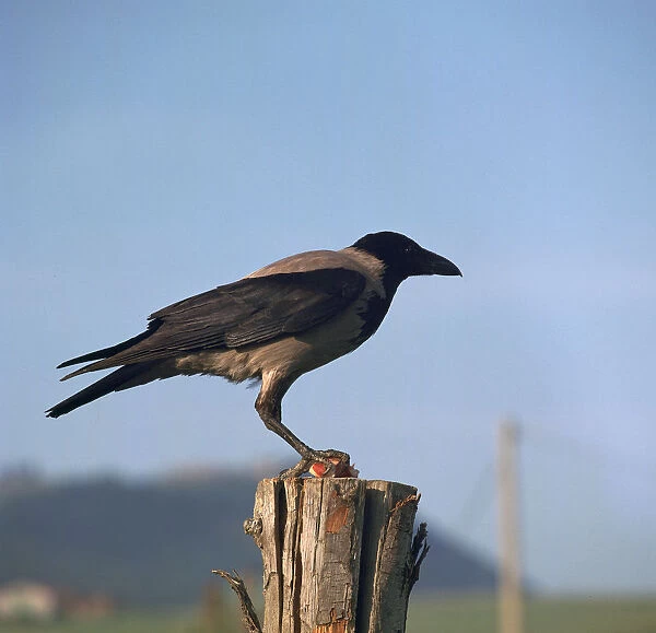 Hooded crow