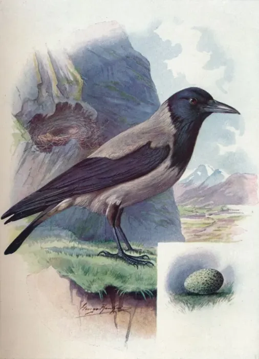 Framed Print : Hooded Crow - Cor vus cor nix, c1910, (1910). Artist: George James Rankin Framed Print : Hooded Crow - Cor vus cor nix, c1910, (1910). Artist: George James Rankin