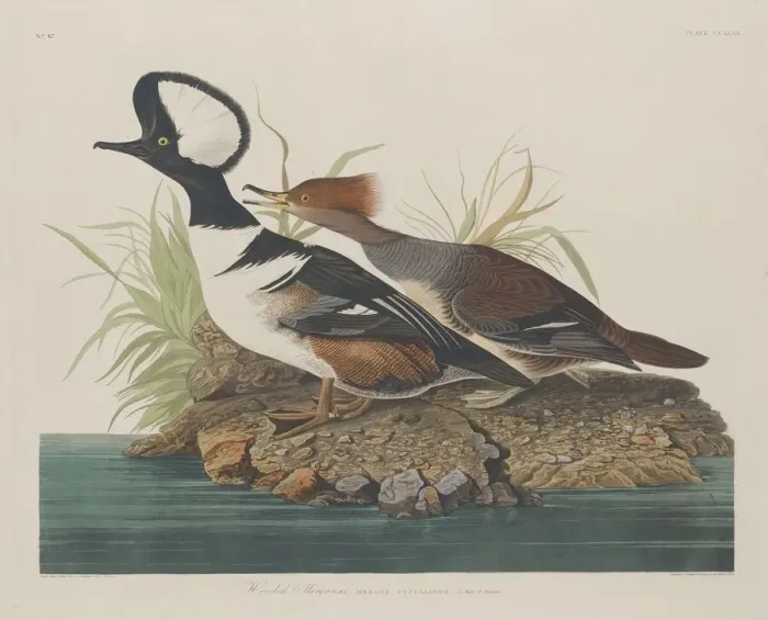 Framed Print : Hooded Merganser, 1834. Creator: Robert Havell Framed Print : Hooded Merganser, 1834. Creator: Robert Havell