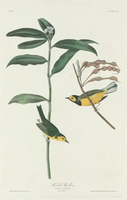 Framed Print : Hooded Warbler, 1831. Creator: Robert Havell Framed Print : Hooded Warbler, 1831. Creator: Robert Havell