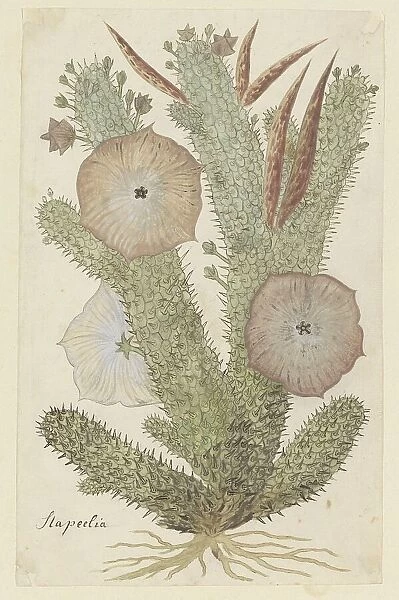 Hoodia gordonii (Bushman's hat), 1777-1786. Creator: Robert Jacob Gordon