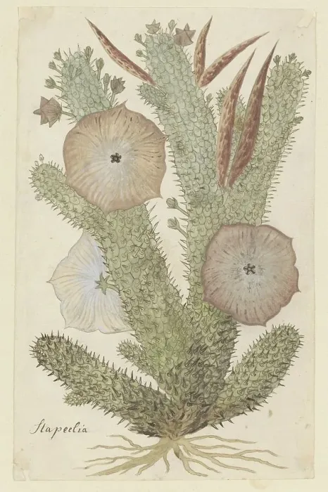 Framed Print : Hoodia gordonii (Bushman's hat), 1777-1786. Creator: Robert Jacob Gordon Framed Print : Hoodia gordonii (Bushman's hat), 1777-1786. Creator: Robert Jacob Gordon