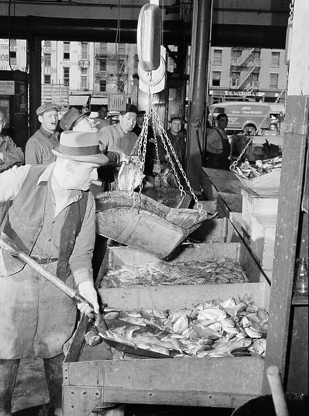 A 'hooker'shovelling redfish onto the scales in the Fulton fish market, New York, 1943. Creator: Gordon Parks