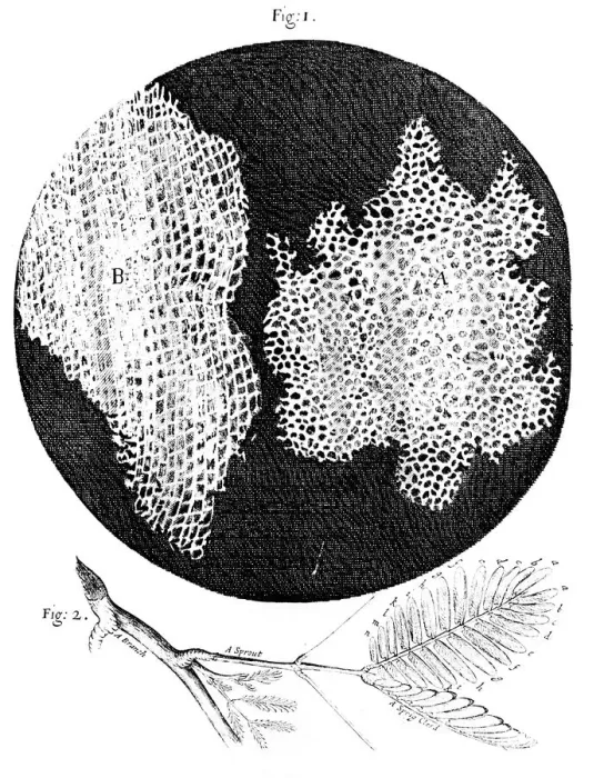 Framed Print : Hookes observations of the cellular structure of cork and a sprig of Sensitive Plant, 1665 Framed Print : Hookes observations of the cellular structure of cork and a sprig of Sensitive Plant, 1665