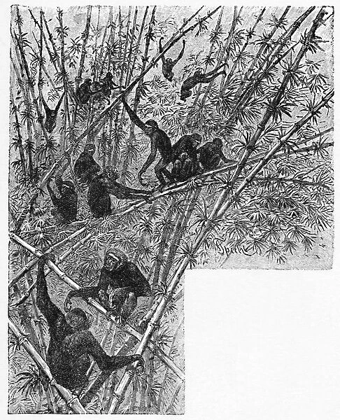 Hoolocks in a Bamboo Jungle, c1900. Artist: Helena J. Maguire