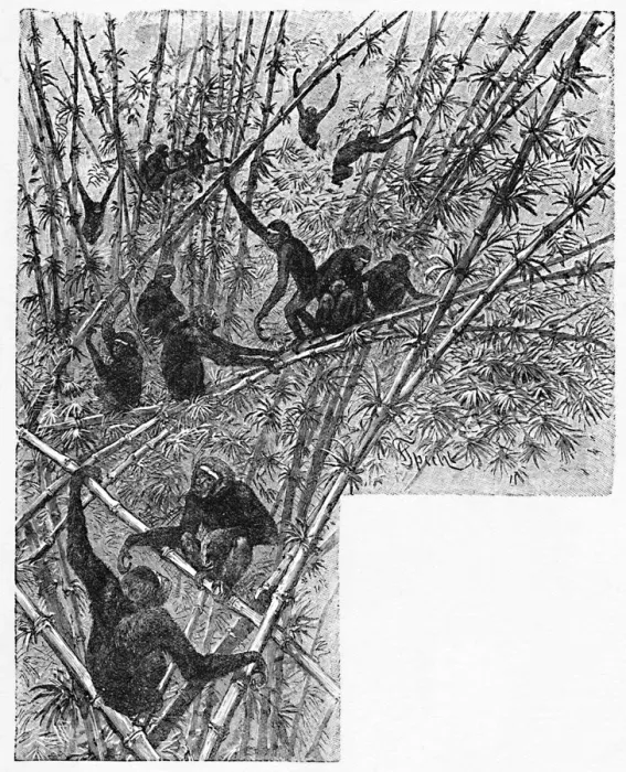 Framed Print : Hoolocks in a Bamboo Jungle, c1900. Artist: Helena J. Maguire Framed Print : Hoolocks in a Bamboo Jungle, c1900. Artist: Helena J. Maguire