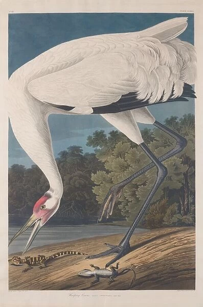 Hooping Crane, 1834. Creator: Robert Havell